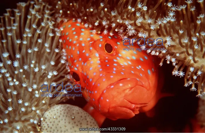  : CORAL GROUPER - Face amongst coral