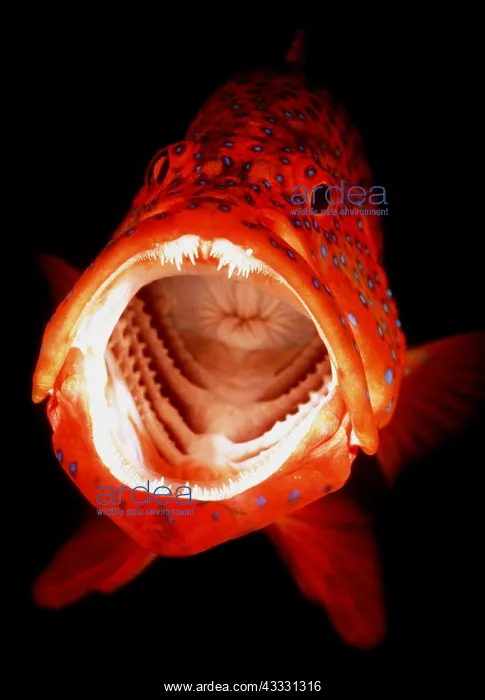 : Coral Grouper - Indicating willingness to accept : Coral Grouper - Indicating willingness to accept