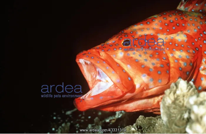 : CORAL GROUPER - mouth open waiting for cleaner shrimp / fish : CORAL GROUPER - mouth open waiting for cleaner shrimp / fish