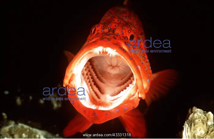 : CORAL GROUPER -Mouth wide open, indicating willingness : CORAL GROUPER -Mouth wide open, indicating willingness