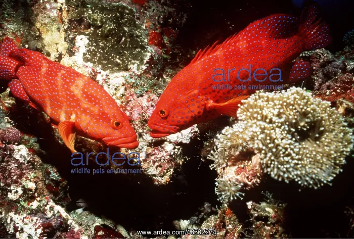 : CORAL GROUPER - pair at cleaning station : CORAL GROUPER - pair at cleaning station