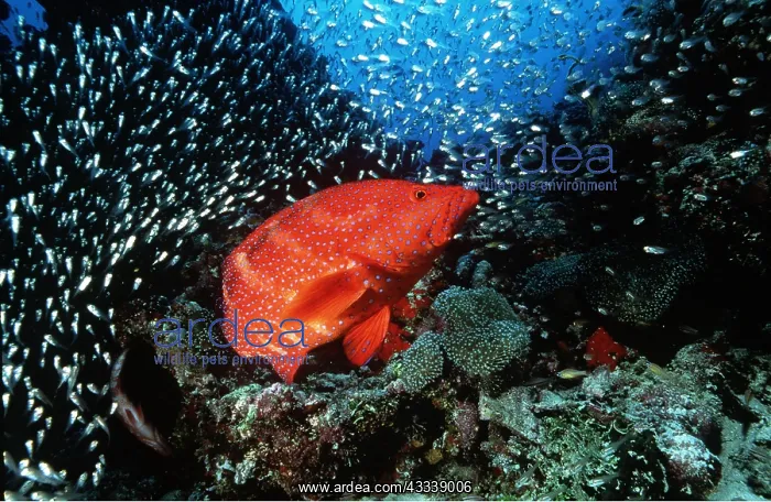: CORAL GROUPER - with shoal of small fish : CORAL GROUPER - with shoal of small fish