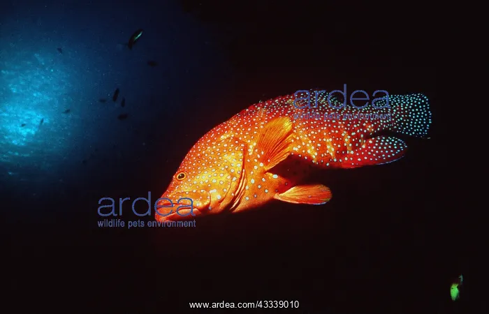 : CORAL GROUPER - SWIMS IN DARK : CORAL GROUPER - SWIMS IN DARK