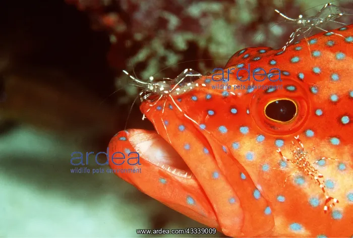 : CORAL GROUPER - using service of cleaner shrimp : CORAL GROUPER - using service of cleaner shrimp