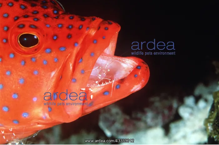 : CORAL GROUPER - Using service of a cleaner shrimp : CORAL GROUPER - Using service of a cleaner shrimp