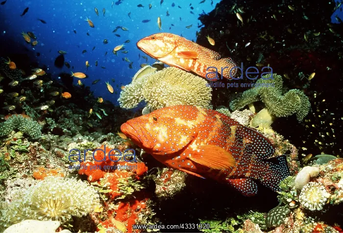 : CORAL GROUPERS in coral reef scene : CORAL GROUPERS in coral reef scene