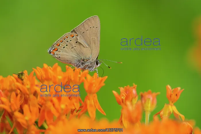 : Coral Hairstreak (Satyrium titus) on Butterfly Milkweed : Coral Hairstreak (Satyrium titus) on Butterfly Milkweed