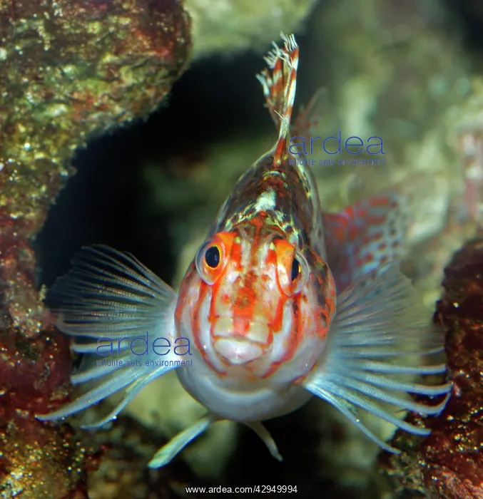 : Coral Hawkfish : Coral Hawkfish