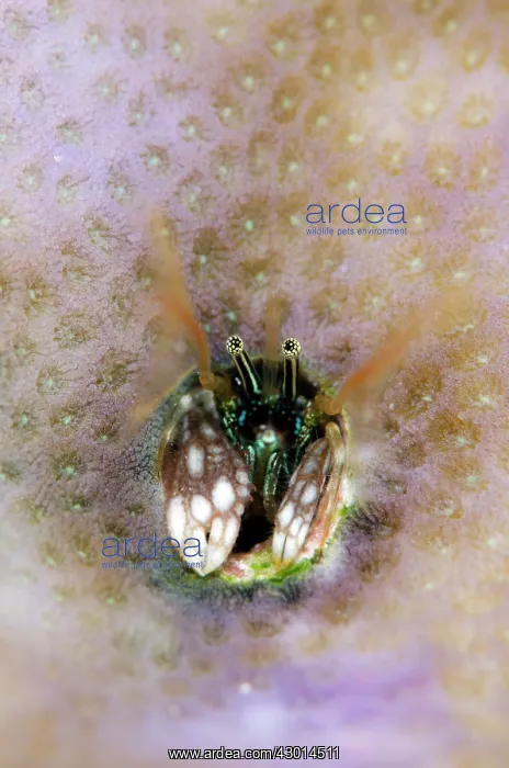 : Coral Hermit Crab in coral crevice : Coral Hermit Crab in coral crevice