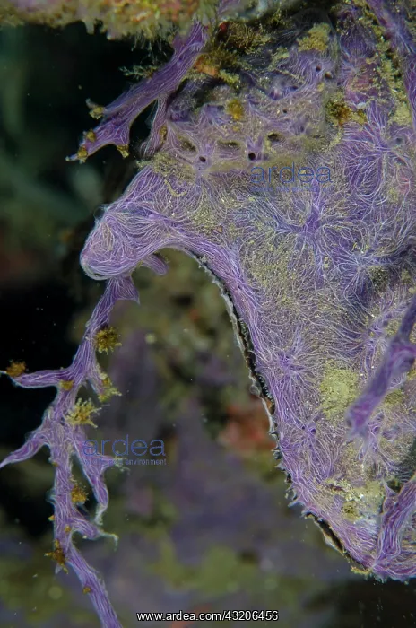  : Coral Killing Sponge - on Penguins Wing Oyster
