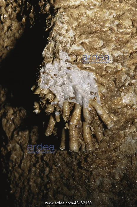 : Coral in Mammoth Cave : Coral in Mammoth Cave