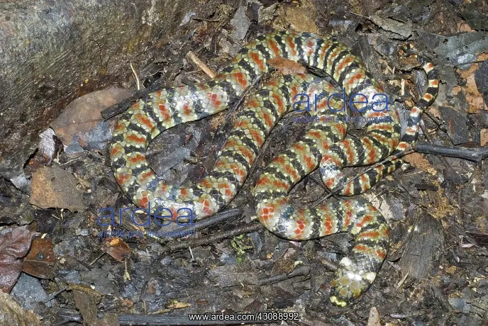 : Coral Mud Snake (Hydrops martii) : Coral Mud Snake (Hydrops martii)