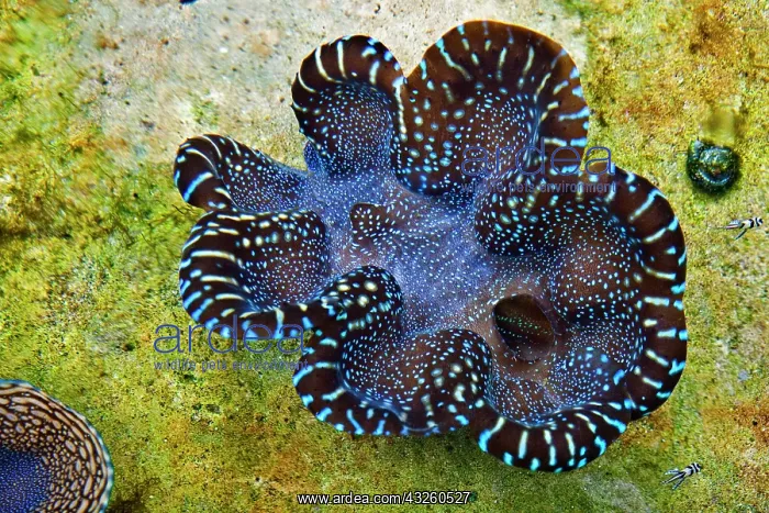 : Coral, Phang Nga Coastal Fisheries Research and : Coral, Phang Nga Coastal Fisheries Research and