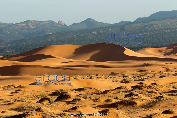 : Coral Pink Sand Dunes State Park : Coral Pink Sand Dunes State Park
