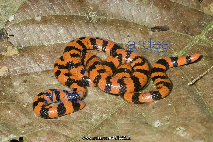 : Coral Pipesnake (Anilius scytale) : Coral Pipesnake (Anilius scytale)