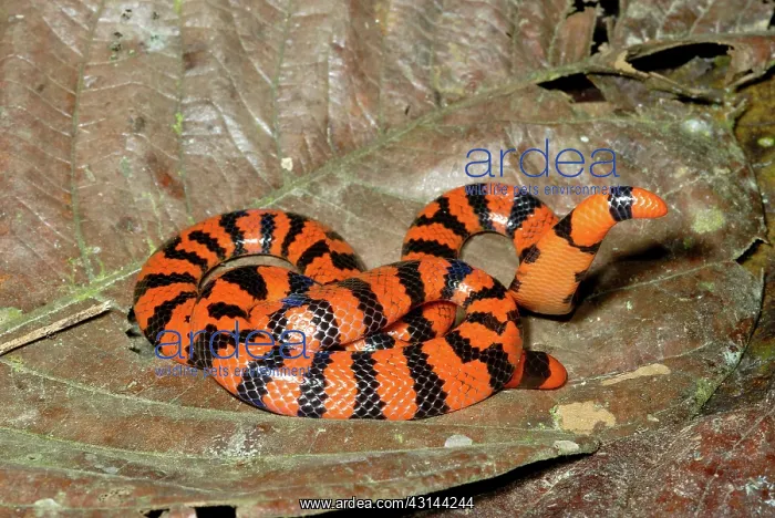 : Coral Pipesnake (Anilius scytale) : Coral Pipesnake (Anilius scytale)