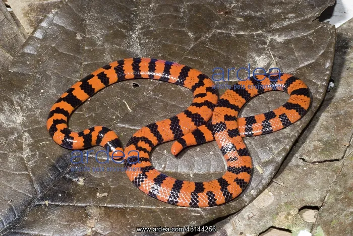 : Coral Pipesnake (Anilius scytale) : Coral Pipesnake (Anilius scytale)