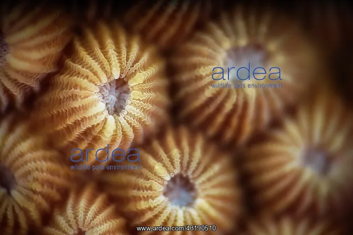 : Coral polyp detail, Mayotte : Coral polyp detail, Mayotte