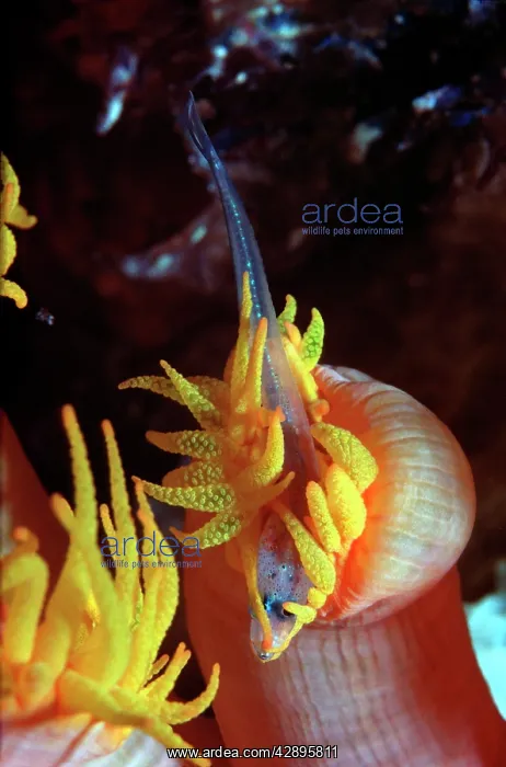 : Coral Polyp - Night, Polyp stinging small fish : Coral Polyp - Night, Polyp stinging small fish