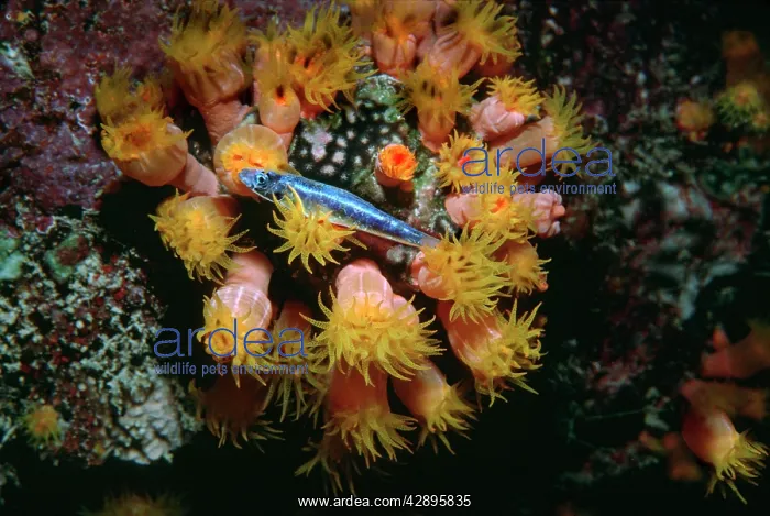 : Coral polyp - Night, Polyp stinging small fish : Coral polyp - Night, Polyp stinging small fish