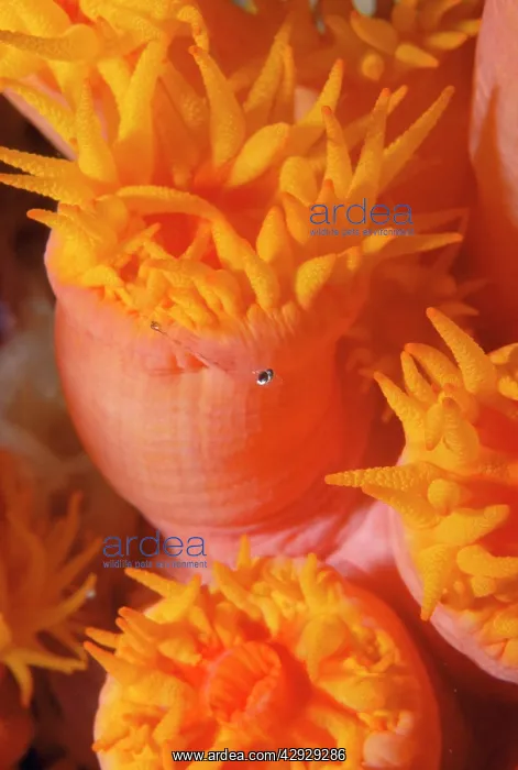 : Coral Polyp / Tubastrea - eating a small fish : Coral Polyp / Tubastrea - eating a small fish