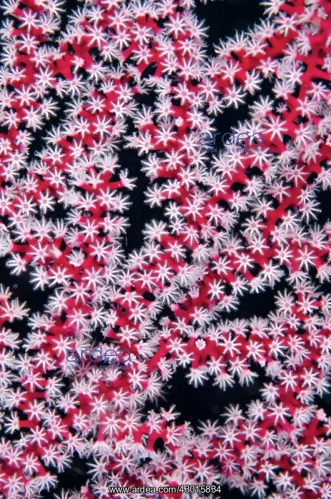  : Coral with polyps
