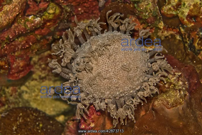 : Coral Polyps - Caught in the act of retracting : Coral Polyps - Caught in the act of retracting