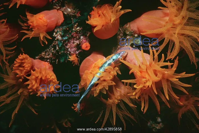 : Coral polyps - Night, Polyp stinging small fish : Coral polyps - Night, Polyp stinging small fish