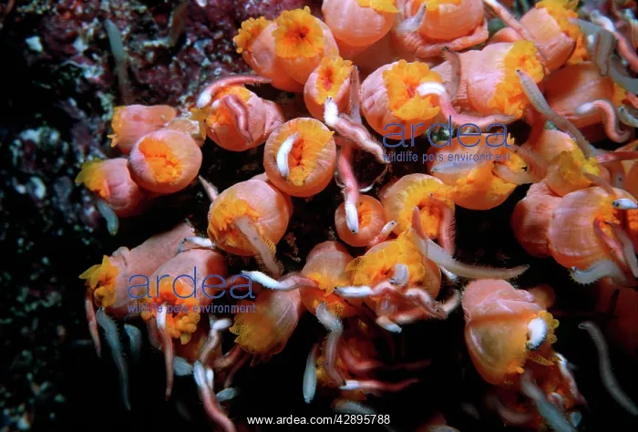 : Coral polyps, - Night. Worms attracted by camera : Coral polyps, - Night. Worms attracted by camera