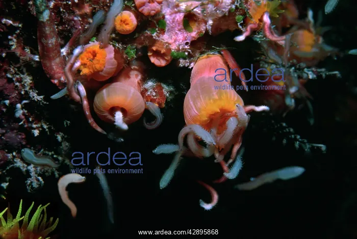 : Coral polyps. - Night. Worms attracted by camera : Coral polyps. - Night. Worms attracted by camera