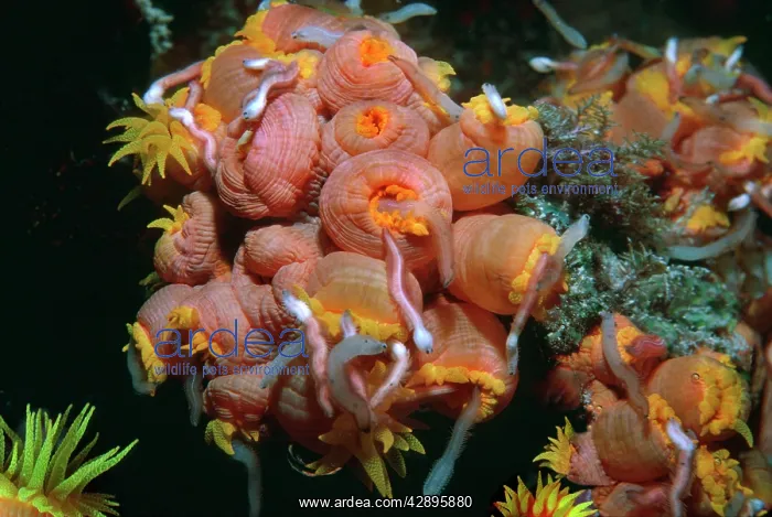 : Coral polyps - Night. Worms attracted by camera : Coral polyps - Night. Worms attracted by camera