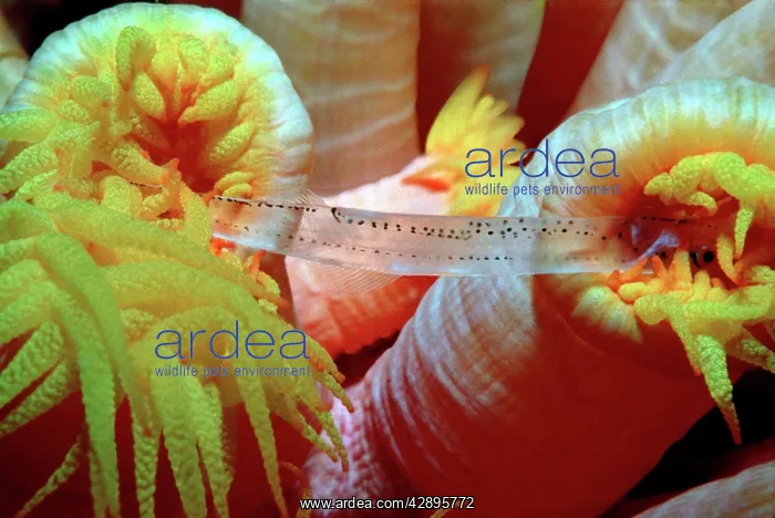 : Coral polyps - Two polyps fighting over small fish, night : Coral polyps - Two polyps fighting over small fish, night