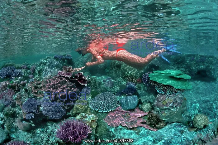: Coral pool - Girl snorkeling in a coral pool in : Coral pool - Girl snorkeling in a coral pool in