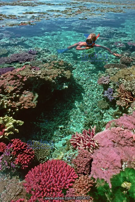 : Coral pool - Snorkeler in natural pool on the edge : Coral pool - Snorkeler in natural pool on the edge