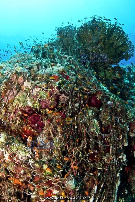 : Coral Reef - covered by fishing net : Coral Reef - covered by fishing net