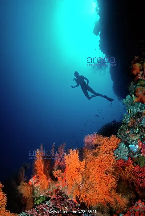 : Coral Reef - diver 30 meters down on drop off : Coral Reef - diver 30 meters down on drop off