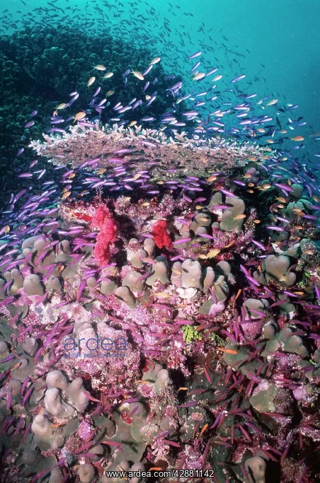 : Coral Reef - Fish feeding on plankton : Coral Reef - Fish feeding on plankton