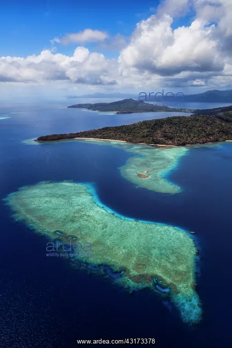 : Coral reef in the lagoon, Mayotte, Indian Ocean : Coral reef in the lagoon, Mayotte, Indian Ocean