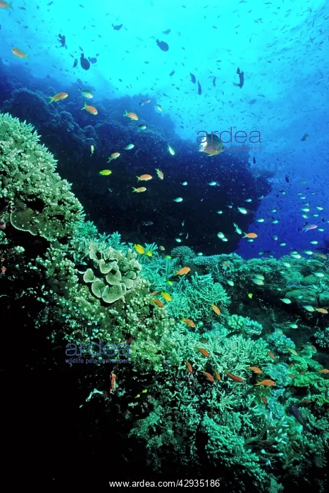 : Coral reef scene : Coral reef scene