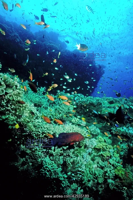 : Coral reef scene : Coral reef scene