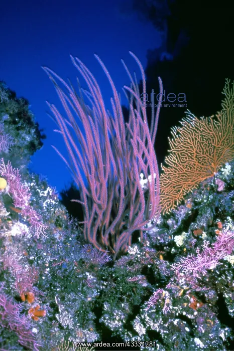 : Coral Reef Scene : Coral Reef Scene