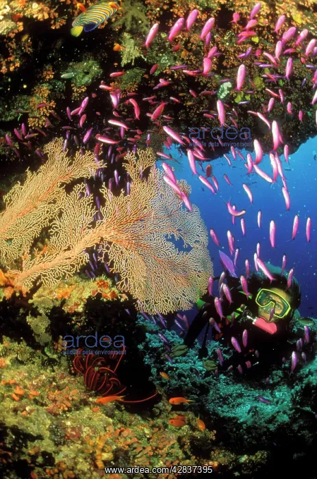 : CORAL REEF - scene with diver : CORAL REEF - scene with diver