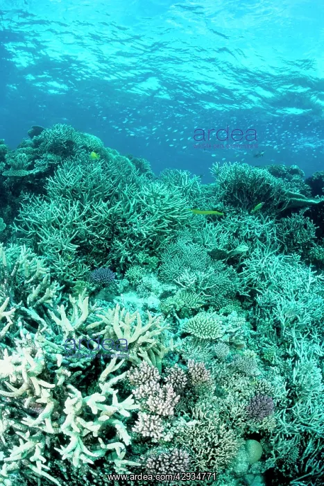 : Coral reef scene dominated by branching coral : Coral reef scene dominated by branching coral