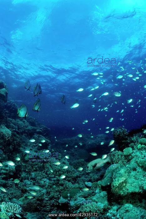 : Coral reef scene of hard and soft corals with Pinnate : Coral reef scene of hard and soft corals with Pinnate