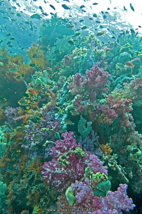 : Coral reef scene on a healthy reef - with Soft : Coral reef scene on a healthy reef - with Soft