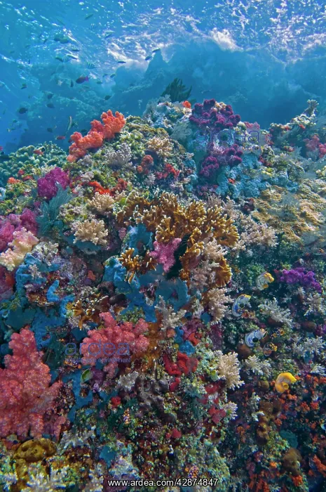 : Coral reef scene - rich tropical reef with Sponges : Coral reef scene - rich tropical reef with Sponges
