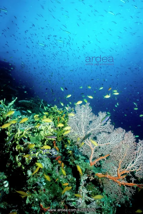 : Coral reef scene with Threadfin anthias (Pseudanthias : Coral reef scene with Threadfin anthias (Pseudanthias