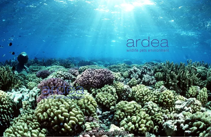 : CORAL REEF - Shafts of sunlight breaking through : CORAL REEF - Shafts of sunlight breaking through