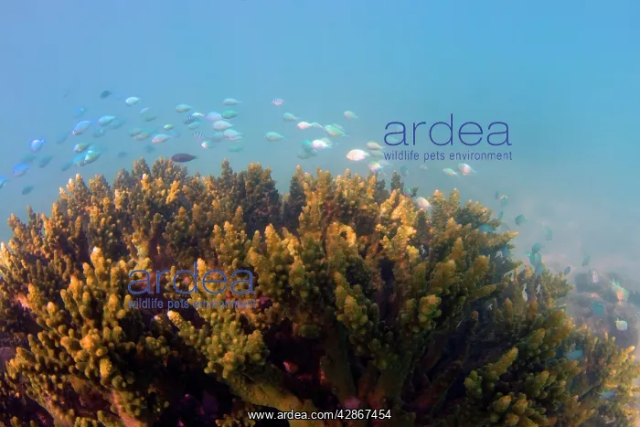 : Coral reef - sunrays reach colourful corals and : Coral reef - sunrays reach colourful corals and