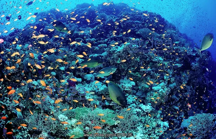 : Coral reef with surgeonfish (Acanthurus mata) and : Coral reef with surgeonfish (Acanthurus mata) and